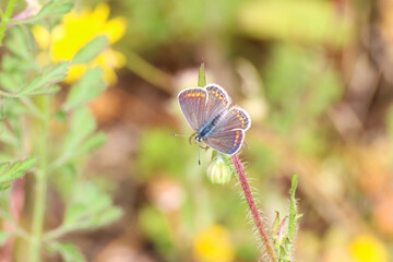Selective Focus of Closeup of beautiful Common Blue Butterfly (Polyommatus icarus) sitting on...