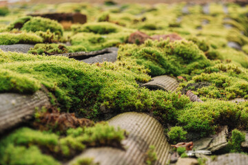 tiled roof covered with moss. The stone is covered with beautiful moss and lichen. Bright green moss Background with texture in nature. Natural moss on the roof. Selective focus