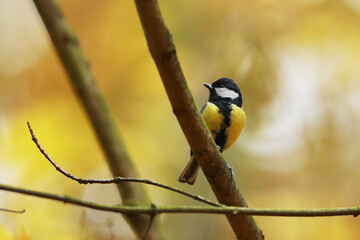 Obraz na płótnie Canvas Great tit, Parus major, bird with yellow tummy, white cheeks and black stripes, black eyes and beak, standing on branch in forest