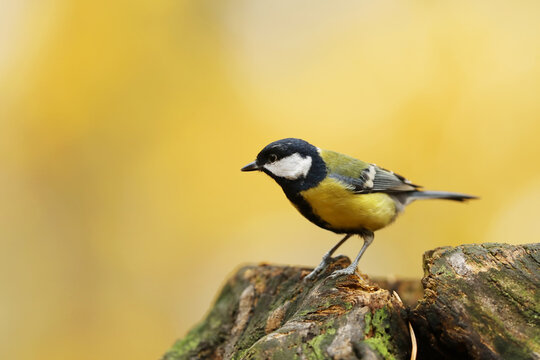 Great tit, Parus major, bird with yellow tummy, white cheeks and black stripes, black eyes and beak, standing on stump in forest © sci