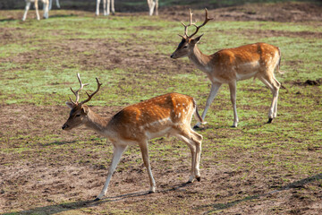 Naklejka na ściany i meble Two horned spotted deer on the ground with barely overgrown grass
