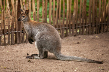 Red necked wallaby or Bennett's wallaby, Macropus rufogriseus © Restyler