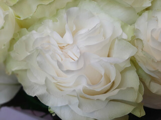 a large, unusually beautiful cream-colored rose close-up