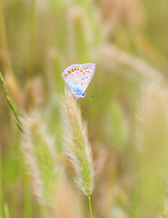 Selective Focus of Closeup of beautiful Common Blue Butterfly (Polyommatus icarus) sitting on plant, flower in Antalya Turkey.
