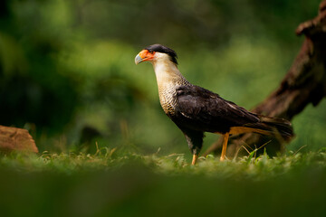 Northern Crested Caracara - Caracara cheriway  bird of prey in the family Falconidae, formerly southern caracara (plancus) and the extinct Guadalupe caracara (lutosa), big falcon colorful on the green