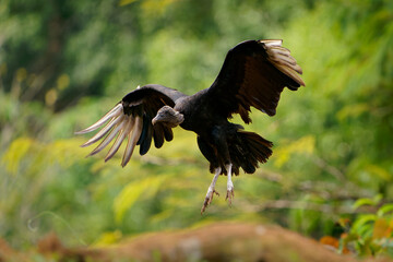 Black vulture - Coragyps atratus or American black vulture, bird in the vulture family, from the United States to Peru, Chile and Uruguay in South America. Flying and landing in the tropical forest