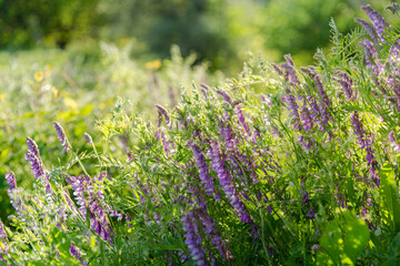 Purple flowers of hairy vetch vicia villosa on sunny summer day