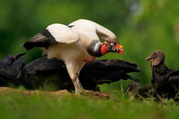 King Vulture - Sarcoramphus papa big bird of prey, 
family Cathartidae, black and white body, red, orange head, beak and throat. Wide wings flying and landing in rainy tropical weather