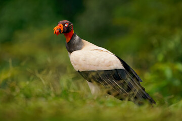 King Vulture - Sarcoramphus papa big bird of prey, 
family Cathartidae, black and white body, red, orange head, beak and throat. Wide wings flying and landing in rainy tropical weather