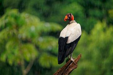 King Vulture - Sarcoramphus papa big bird of prey, 
family Cathartidae, black and white body, red, orange head, beak and throat. Wide wings flying and landing in rainy tropical weather