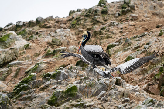 Peruvian pelicans on rocks at Ballestas Islands, Paracas, Peru