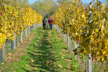 Fototapeta premium walking in the vineyard woods