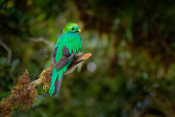 Resplendent Quetzal - Pharomachrus mocinno bird in the trogon family, found from Mexico to Panama, well known for its colorful plumage, long tail and eating wild avocado, green and red