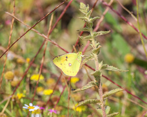 Small copper berger's clouded yellow butterfly sitting on the flower in a summer garden on green background on a sunny day in Antalya Turkey.