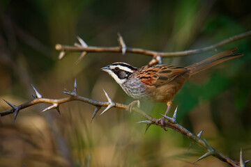 Peucaea ruficauda - Stripe-headed Sparrow breeds from Mexico, including the transverse ranges, Cordillera Neovolcanica to Pacific coastal northern Costa Rica, brown small bird on 