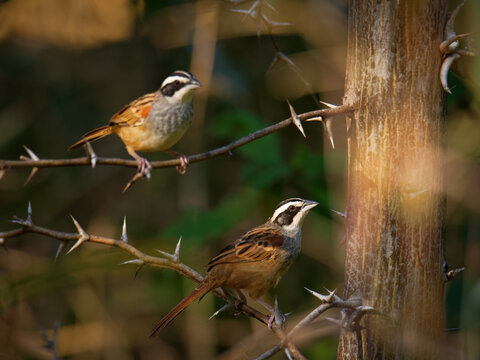 Peucaea Ruficauda - Stripe-headed Sparrow Breeds From Mexico, Including The Transverse Ranges, Cordillera Neovolcanica To Pacific Coastal Northern Costa Rica, Brown Small Bird On 