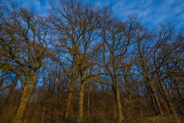 Fototapeta na wymiar bald trees on a frosty winter day