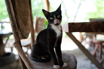 black cat in Nicaragua, Magnific Rock