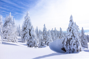 Winter landscape with snow covered spruce forest in mountains. Clear blue skies with sunlight.