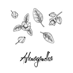 Set of hand drawn Ashwagandha branch with berries and leaves isolated on white background. Vector illustration in sketch style.