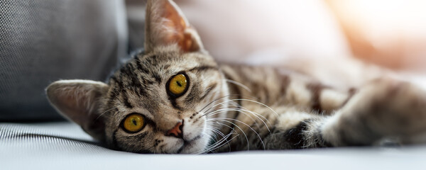 Cute little lazy tired tabby cat relaxing enjoy lying, napping and dreaming on cozy wicker armchair at backyard in warm sunset lights. Funny happy domestic pet sleeping on sofa at yard. wide banner