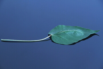 reen  leaf in  black background, São Paulo, Brazil