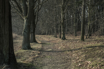 bald trees on a frosty winter day