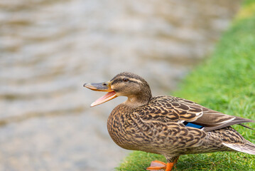 Fototapeta premium Portrait of a wild duck