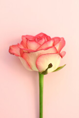 One beautiful pink rose on a pink background. Soft focus.