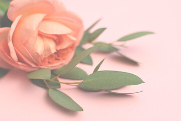 One beautiful pink rose with eucalyptus leaves on a pink background. Soft focus.