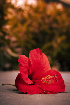 flor roja al atardecer