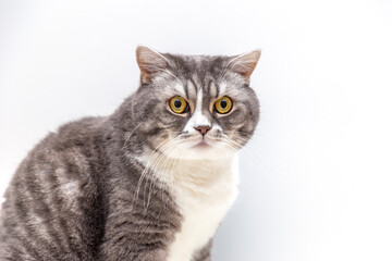 Portrait of a surprised cat Scottish Straight, closeup, isolated on white background.