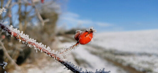 Selective focus of frozen red rose hips on a winter morning.