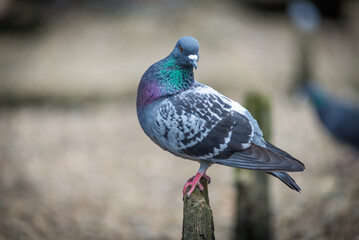 Portrait of a pigeon