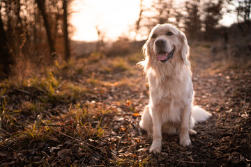 Fototapeta premium The best friend of human.