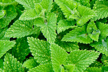 Close up of fresh catmint, a herbal tea with health benefit