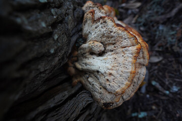 close up of a trunk