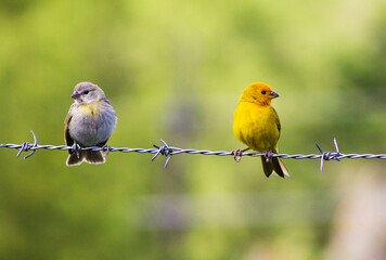 Paisaje de aves