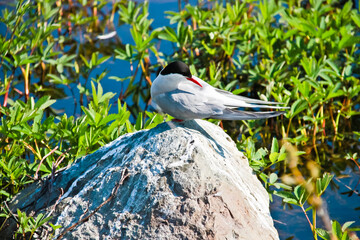 Arctic tern rests on rock Alaska USA