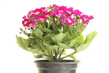 Pink flower  in vase, São Paulo, Brazil