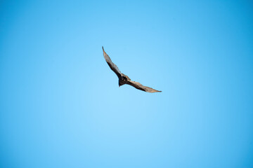 Turkey Vulture