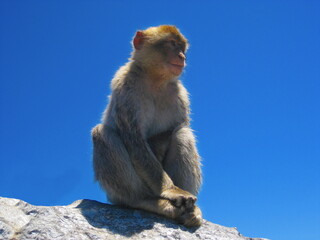 portrait of macaque