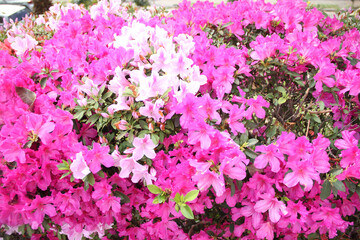 Close-up of pink flowering Rhododendron - Azalea shrub in spring, São Paulo, Brazil