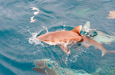 feeding sharks, reef sharks gather underwater for feeding in the Indian Ocean in the Maldives