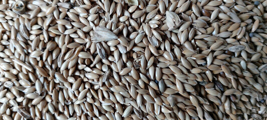 Phalaris canariensis, São Paulo, Brazil