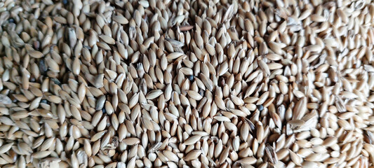 Phalaris canariensis, São Paulo, Brazil