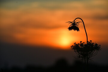 Silhouette di fiore chinato al tramonto