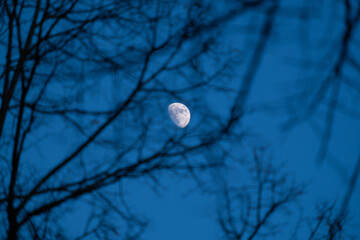 The full moon between the branches of a tree