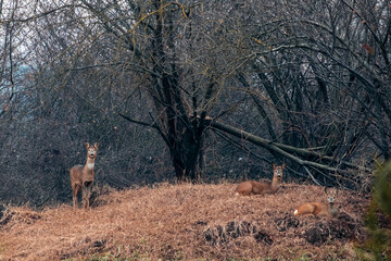 Family of roe deer in the woods