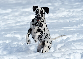 un precioso perro dalmata en la nieve